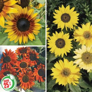 Sunflower Bouquet Collection Thumbnail